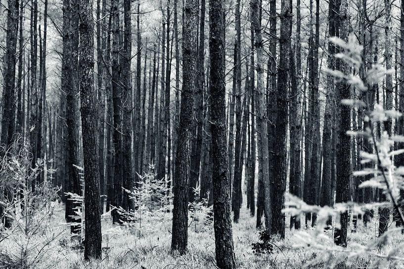 Black and white forest von Cilia Brandts