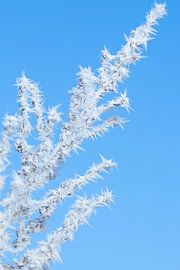 Des plantes recouvertes de cristaux de glace sur Christina Neuhaus-Petrosino