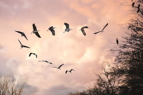 De vlucht van de Blauwe Reiger | Zonsondergang | Vogelfotografie | fotobehang
