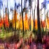 Autumn on fire by Patty Elferink