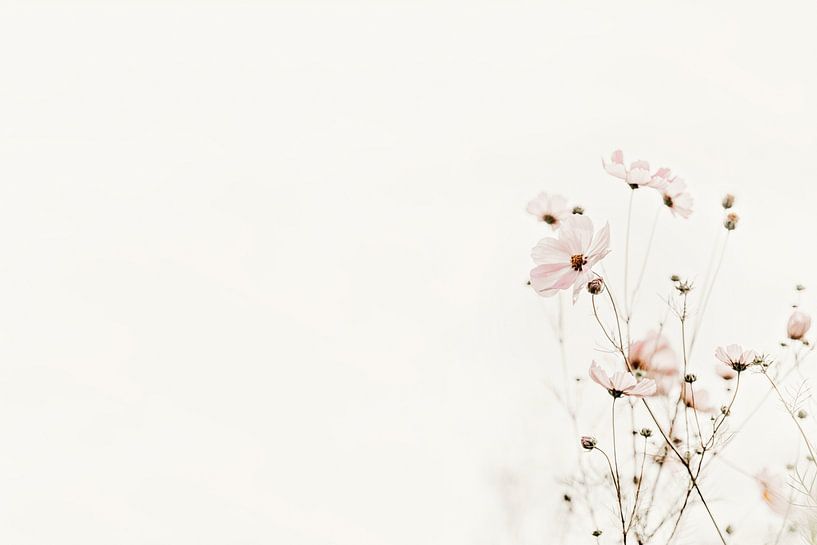 Whispering Blooms by Monika Strigel