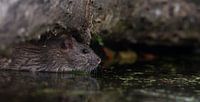Als een rat in het water