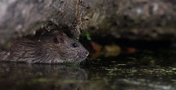 Wie eine Ratte im Wasser von Jitse de Graaf