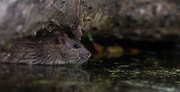 Als een rat in het water