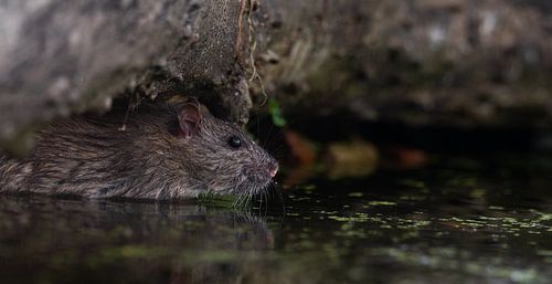 Like a rat in the water by Jitse de Graaf