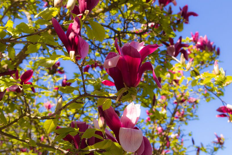 Magnolienblüten par Dagmar Marina