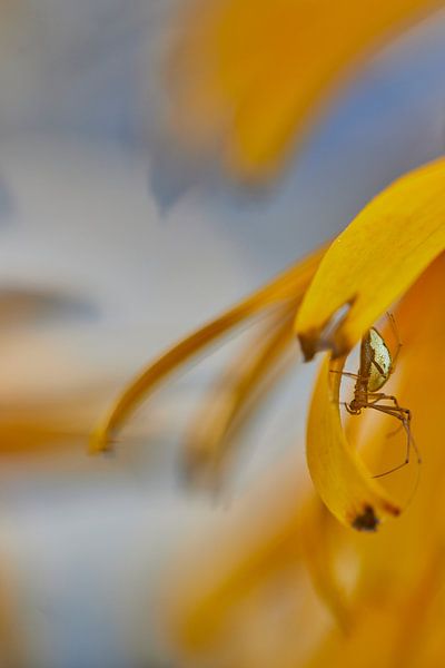 Spinne in ihrer eigenen Umgebung von Monique Visser