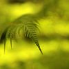 Detail of a fern with a dreamy background by Shot it fotografie