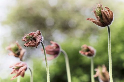 Blume VII - Kuhschelle