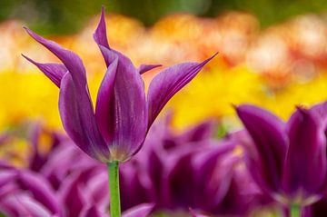 Paarse tulp