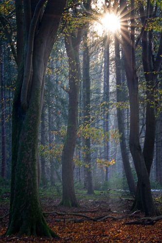 Eerste zonnestralen in het Speulderbos