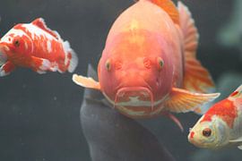 koi by Claas-Jan Jager