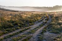 Heide mit Nebel