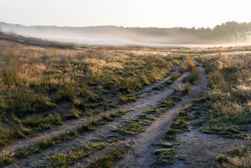 Heathland with mist by Nancy Lamers