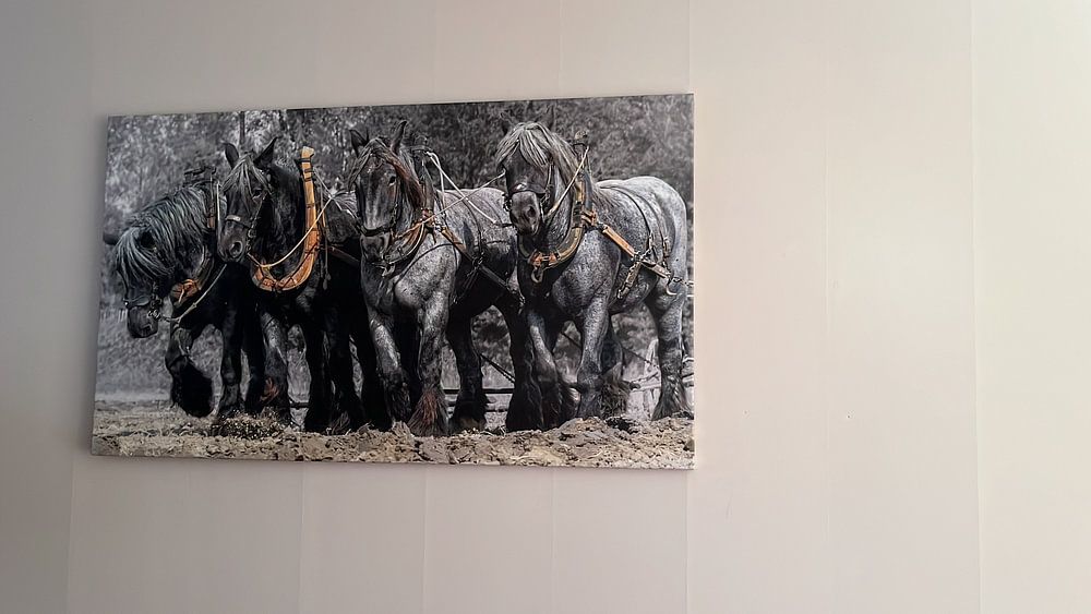 Chevaux de trait de Zeeland par Carina Dumais