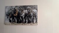 Klantfoto: Zeeuwse trek-ploeg paarden van Carina Dumais