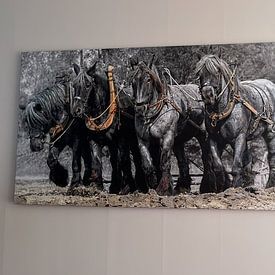 Klantfoto: Zeeuwse trek-ploeg paarden van Carina Dumais, op canvas
