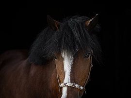 Portrait of a pony by Irene Ruysch fotografie