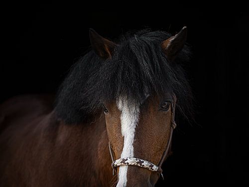 Portret van een pony