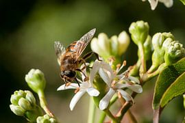 Bij op een bloem in omgeving van groen sur Danny Motshagen