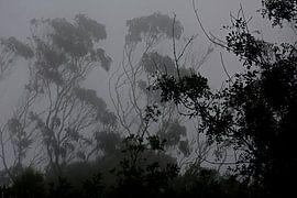 FORÊT BRUMEUSE 9 sur Miroslav Ptacek