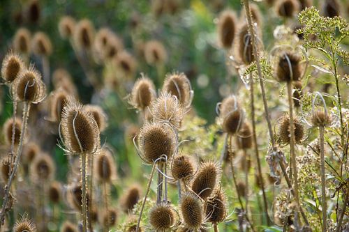 Landscape of the Hoeksche Waard - Close-up