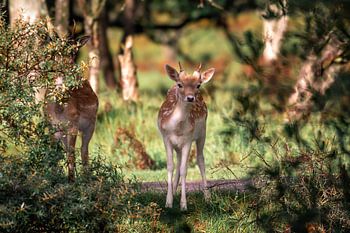 Junges Reh schaut neugierig durch das Gebüsch