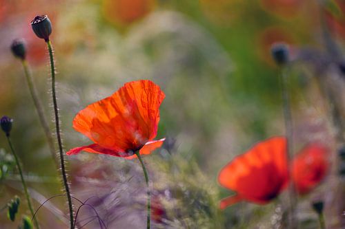 Mohnblume im Gegenlicht