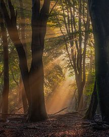 Morning light by marvin kranenburg