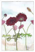 Scabiosa (pigeonnier) aquarelle en style rétro