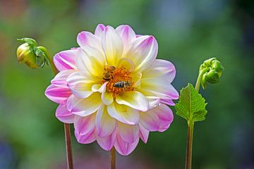 Dahlia bloesem met bijen van ManfredFotos