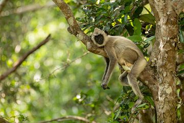 Der Wächter von Wilpattu