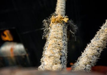 Schip afgemeerd aan de kade van de haven IJmuiden. van scheepskijkerhavenfotografie