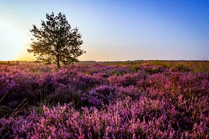 Paarse heide op een zomer-ochtend van Evelien Oerlemans