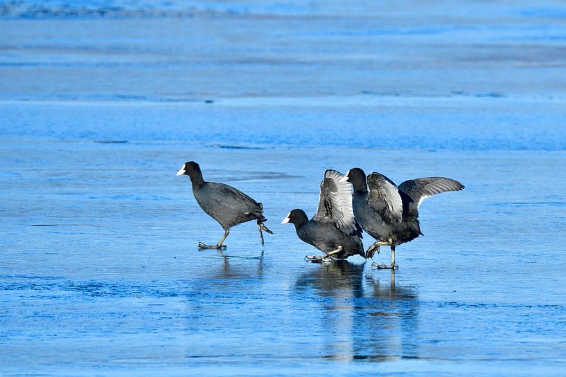 Coots by Karin Jähne