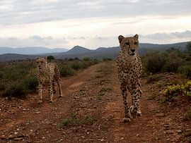 Cheetah hunting by Roos Vogelzang
