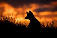 Coucher de soleil du louveteau de renard