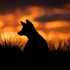 Coucher de soleil du louveteau de renard sur Isabel van Veen