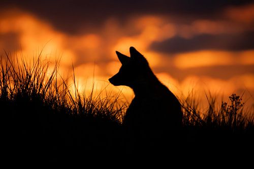 Coucher de soleil du louveteau de renard sur Isabel van Veen