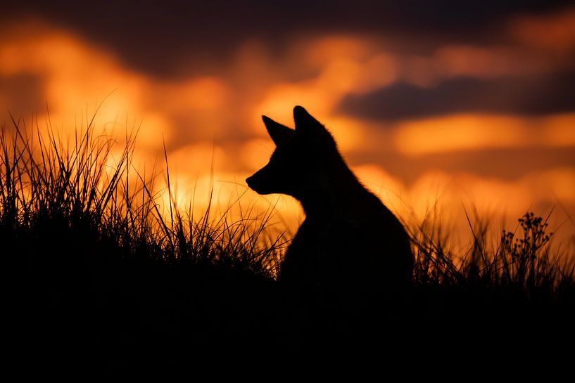 Fuchs-Junges Sonnenuntergang von Isabel van Veen