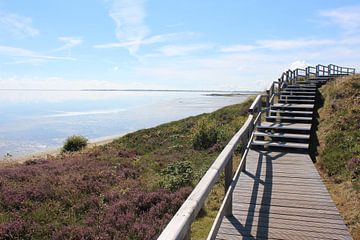 Heide und Dünenlandschaft auf Sylt
