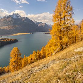Yellow larches at Lake Sils in Switzerland by Michael Valjak