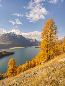 Yellow larches at Lake Sils in Switzerland