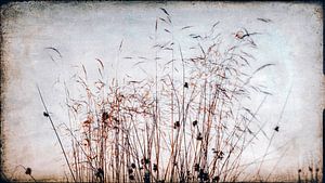 Herbes dans le vent