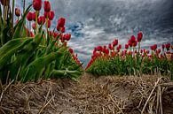 Tulpenveld Sint Maartensvlotbrug van Manuel Speksnijder thumbnail