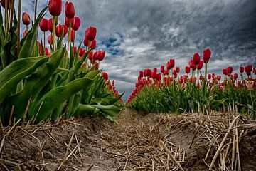 Tulip field in Sint Maartensvlotbrug sur Manuel Speksnijder