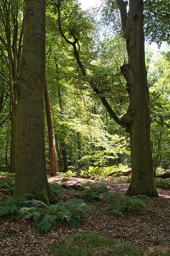Tussen de bomen