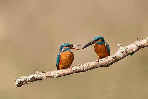 Fish transfer from the kingfisher