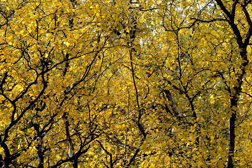indian summer in Lappland, Herbstfarben von Nick Wendt