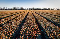 Tulpen uit Holland. van Anneke Hooijer thumbnail